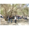 10 Ein Gedi - message under trees.jpg